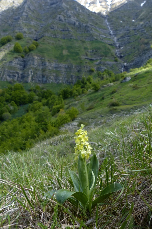 Monte Doro e Cima della Laghetta, le orchidee e i loro ambienti - luglio 2025.